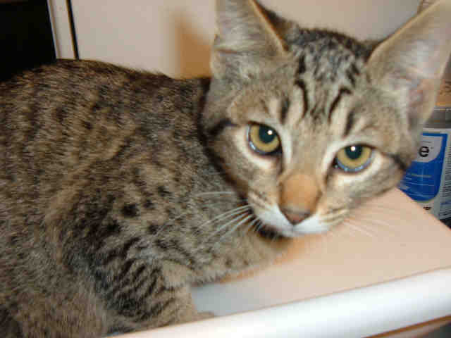 *LOVELY (A158400)