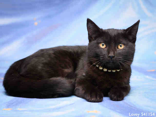 LOVEY (A541154)