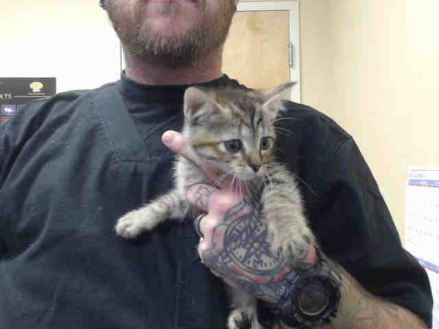 LUCIELLE (A540631)
