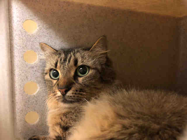 LUCILLE (A011295)
