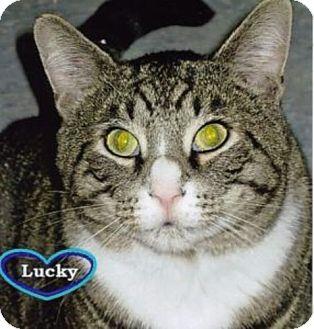 Lucky (9243080)