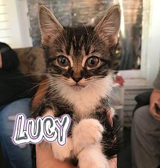Lucy (20427875)