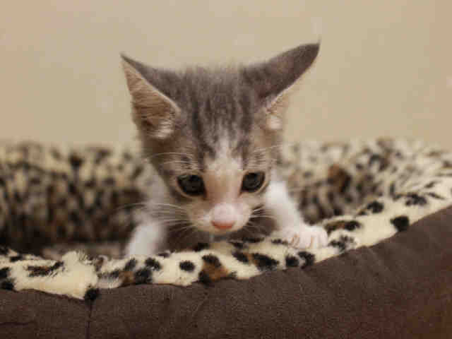 *LUCY (A484766)