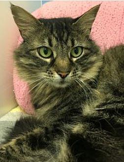 Lulu (20127385)