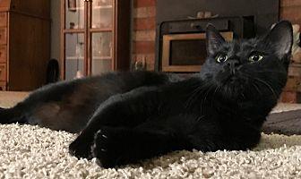 Luna (20157056)