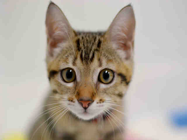 LUNA (A1929308)