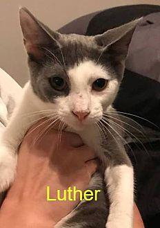 Luther (20401562)