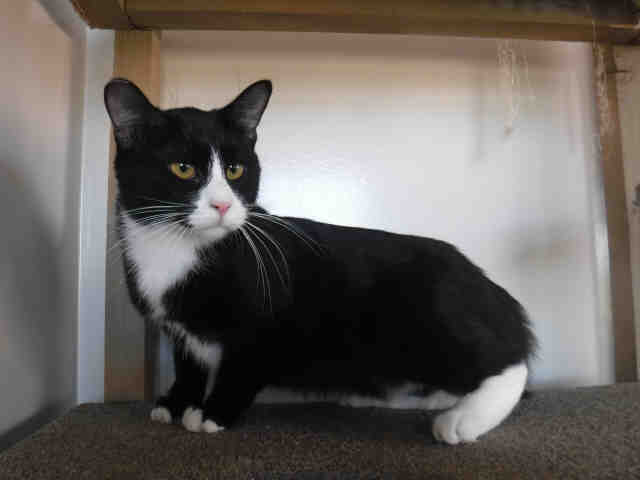 *LYRA* (A132961)