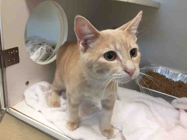 LYSANDER (A010652)
