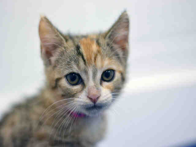 MABLE (A1921214)