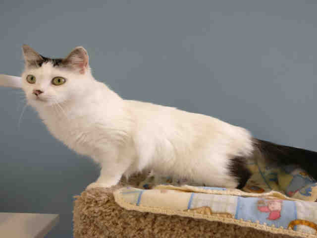 MADDIE (A1068591)