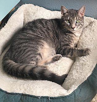 Maggie (19614264)