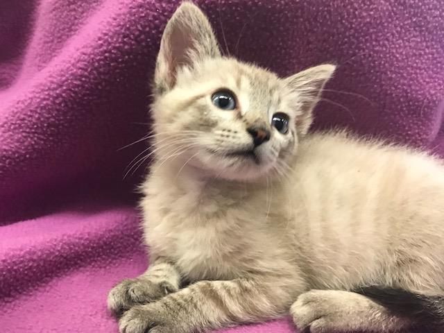 MAGGIE (A138472)