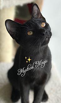 Magic (18393910)