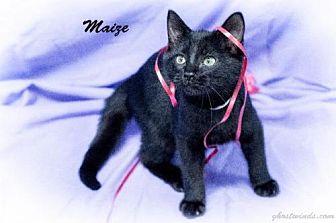 Maizie (17279096)