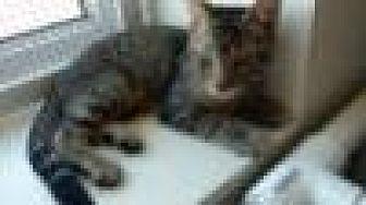 Mally (18550289)