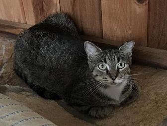 Mamacat (18644889)