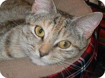 Mamma Kitty (10290635)