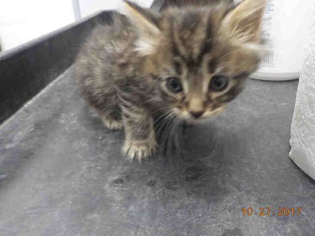 MANDY (A1926226)