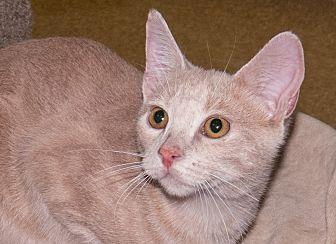 Mango (19579369)