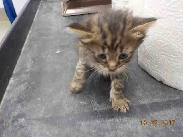 MANNY (A1926227)