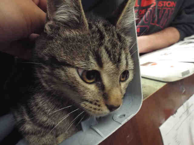MANOLO (A131825)