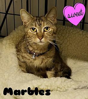Marbles (20448761)