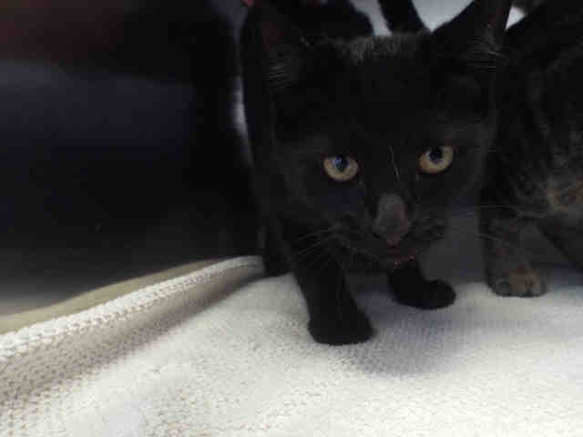 MARIA (A131824)