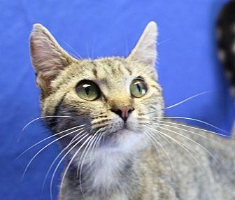 Maricat (16206774)