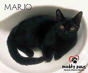 Mario (kitte (20280822)