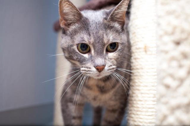 MARLA (A1528808)