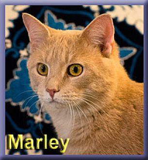 Marley (20356676)