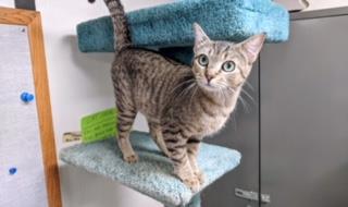 MARMALADE (A103288)