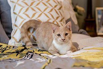 Marmalade-Fo (20070141)