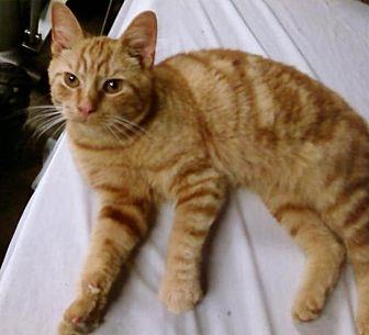 Marmalade-Le (20664265)