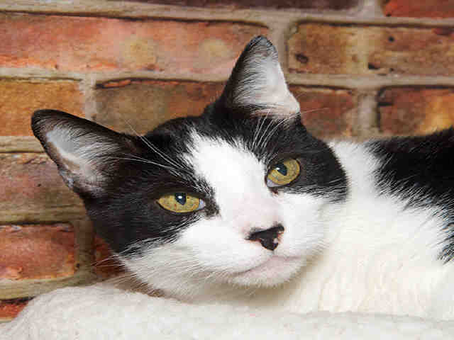 MARTY (A008109)