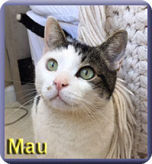 Mau (17886770)