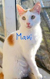 Maui (Egypti (17792090)