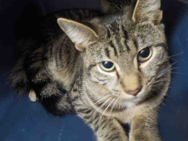MAVERICK (A1935622)