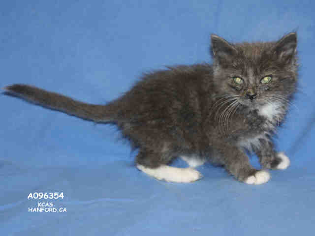 *MAX (A096354)