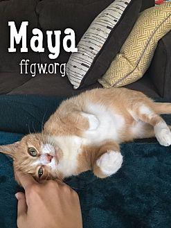 Maya (19134412)