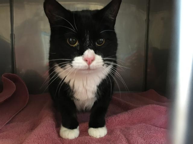 MAYOR (A244075)