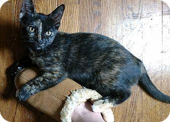 McGonagall (18403407)