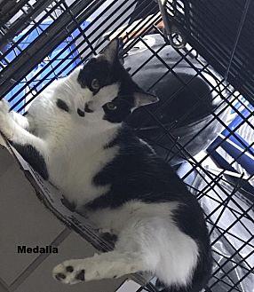 Medalia (19069649)