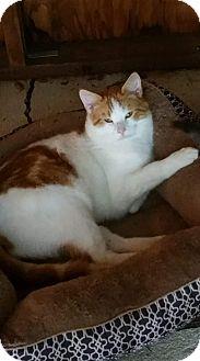 Meeko (17587884)