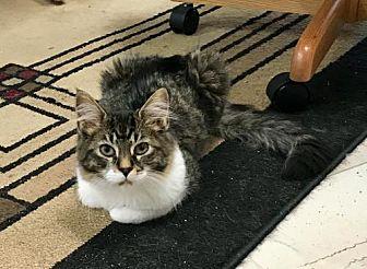 Meeko (20310740)