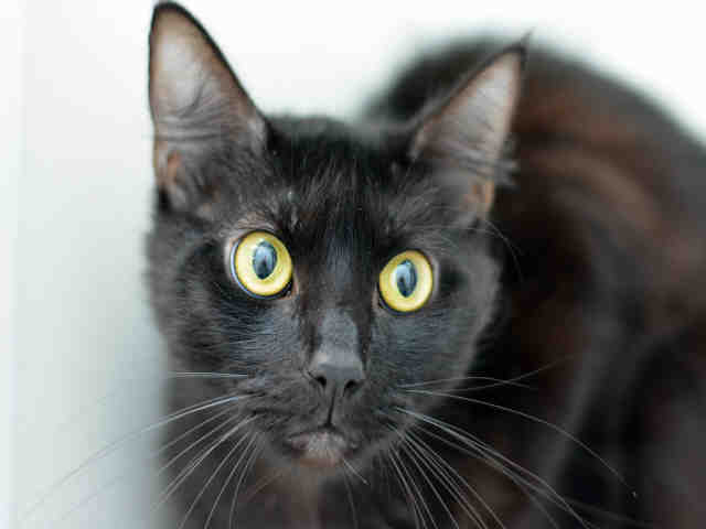 MEEKO (A1937546)