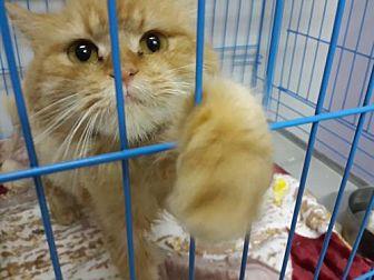 Meesha Egypt (20513523)