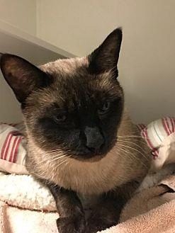 Meow (20342584)