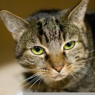 Meow (20434676)